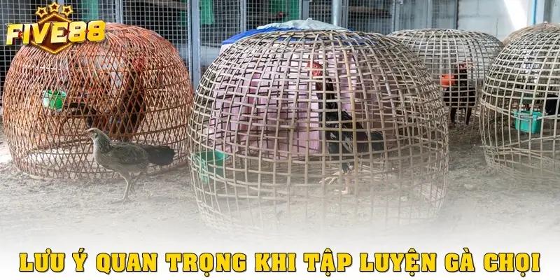 Lưu ý quan trọng khi tập luyện gà chọi